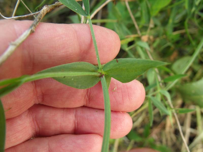 Lathyrus pratensis